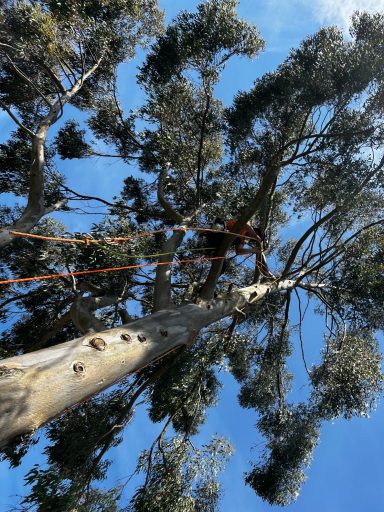 tree surgery