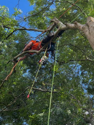 tree surgery