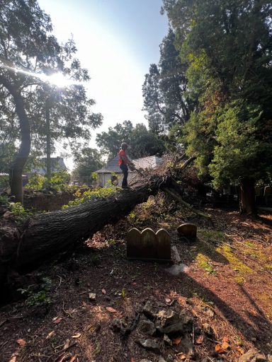 tree surgery