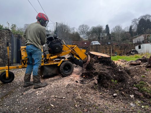 stump removal