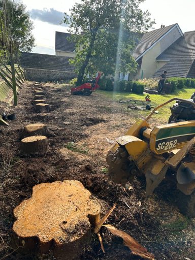 stump removal