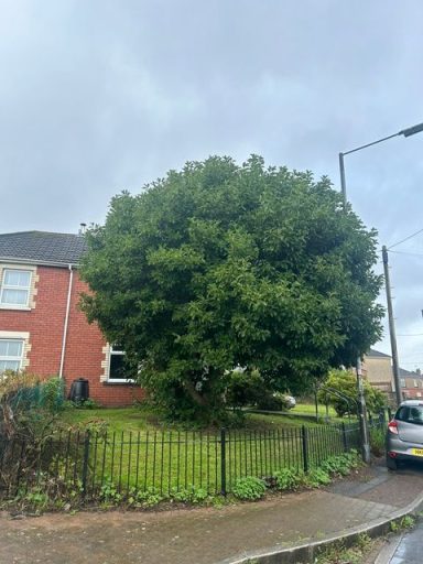 tree pruning & reduction