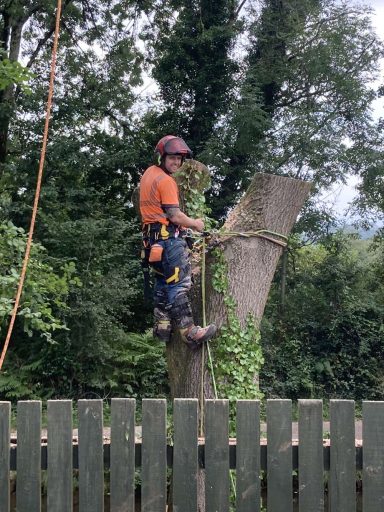 tree surgery