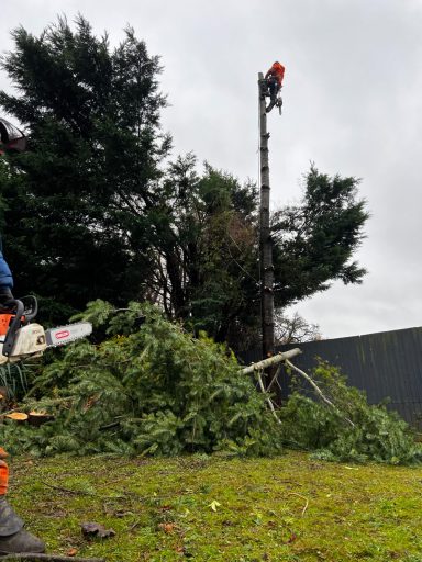 Tree Surgery