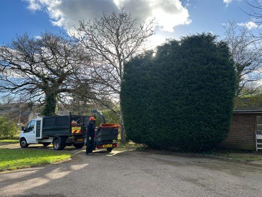 tree pruning & reduction