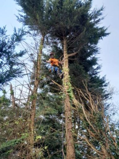 tree surgery