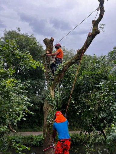 tree surgery